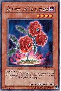 返り咲く薔薇の大輪