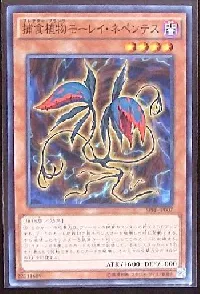 捕食植物モーレイ・ネペンテス