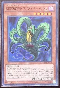 捕食植物ドロソフィルム・ヒドラ