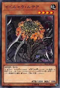 イビルセラ・ルテア