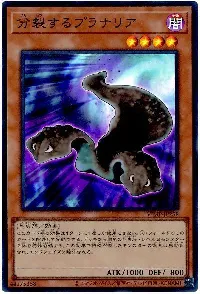 分裂するプラナリア